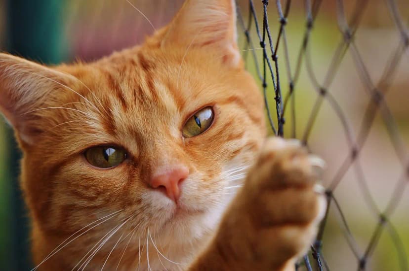 Estrés en gatos